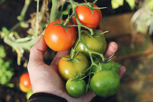 How to Grow Hydroponic Tomatoes: A Comprehensive Guide