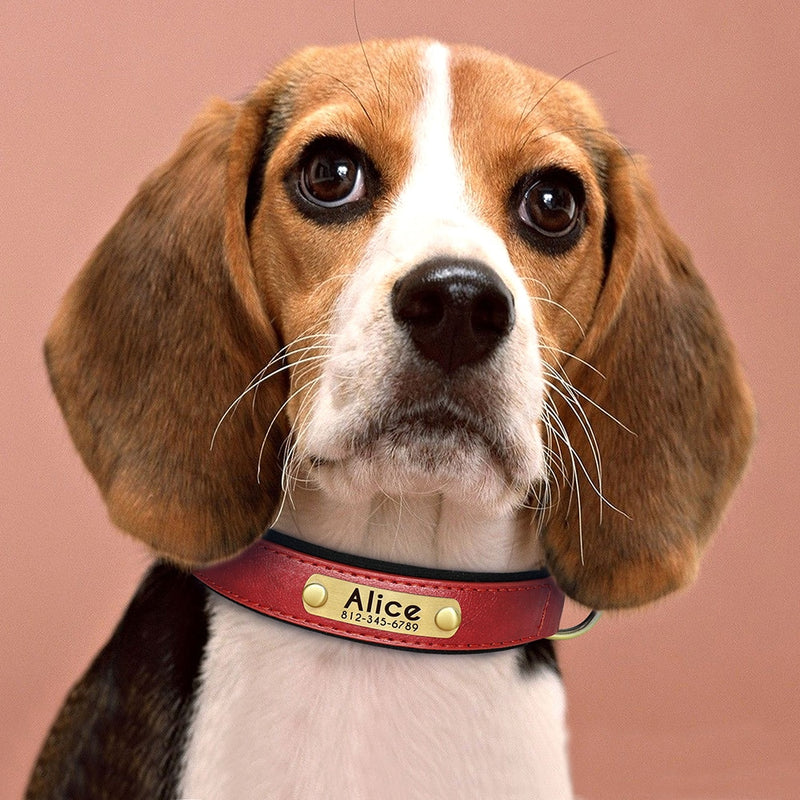 Personalized Leather Padded Dog Collar